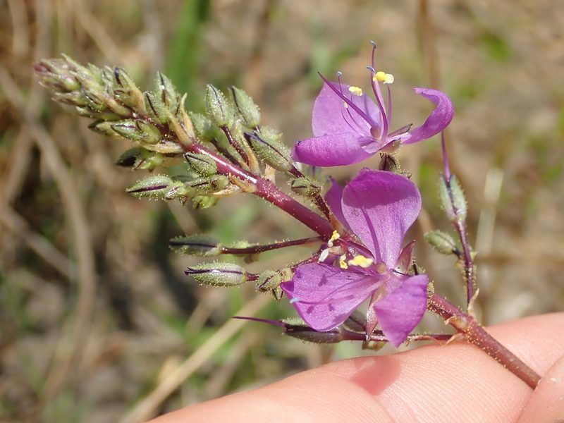 Murdannia gardneri, photographed by Tsssss