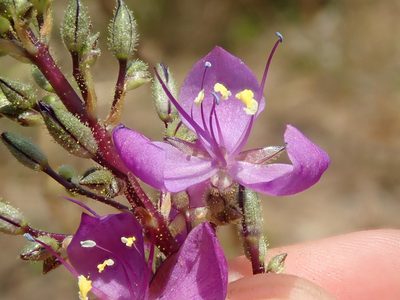 Murdannia gardneri, photographed by Tsssss