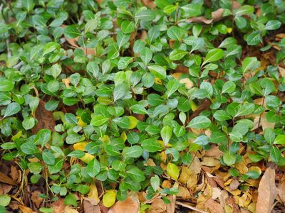 Terminalia mantaly, photographed by 葉子