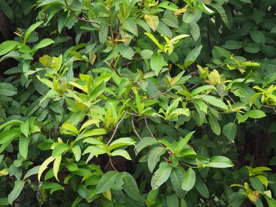 Syzygium samarangense, photographed by 葉子