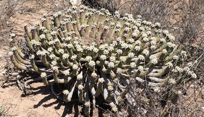 Euphorbia esculenta, photographed by Dave Brown