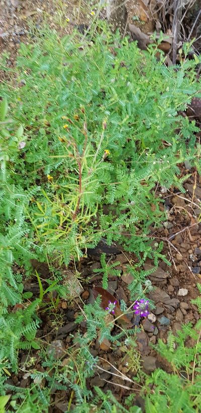 Dalea foliolosa, photographed by Eugenio Padilla