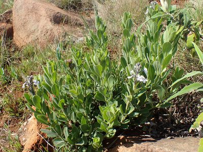Chascanum latifolium, photographed by Mahomed Desai