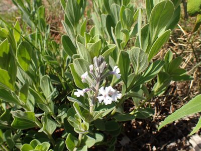 Chascanum latifolium, photographed by Mahomed Desai