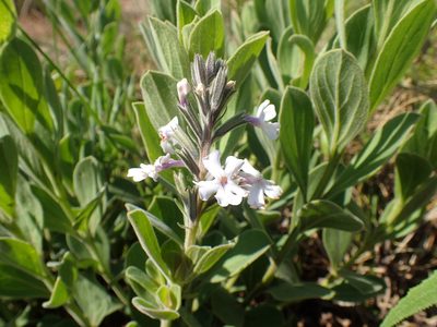 Chascanum latifolium, photographed by Mahomed Desai