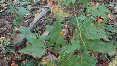 Lygodium palmatum, photographed by John Abrams
