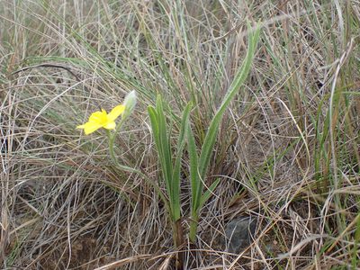 Hypoxis acuminata, photographed by Mahomed Desai