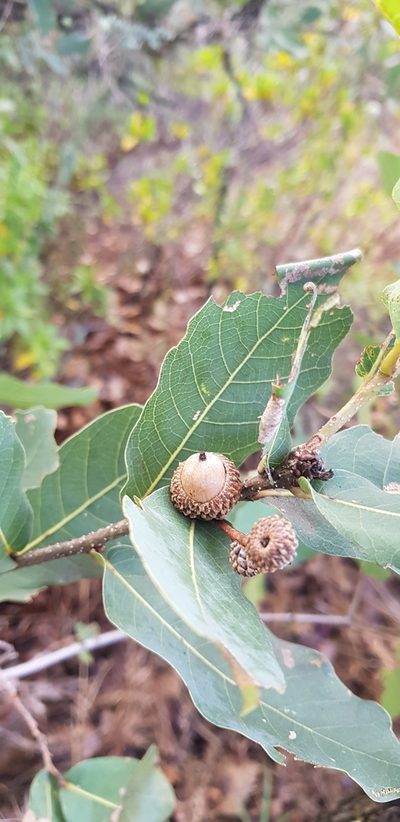 Quercus glaucoides, photographed by Eugenio Padilla