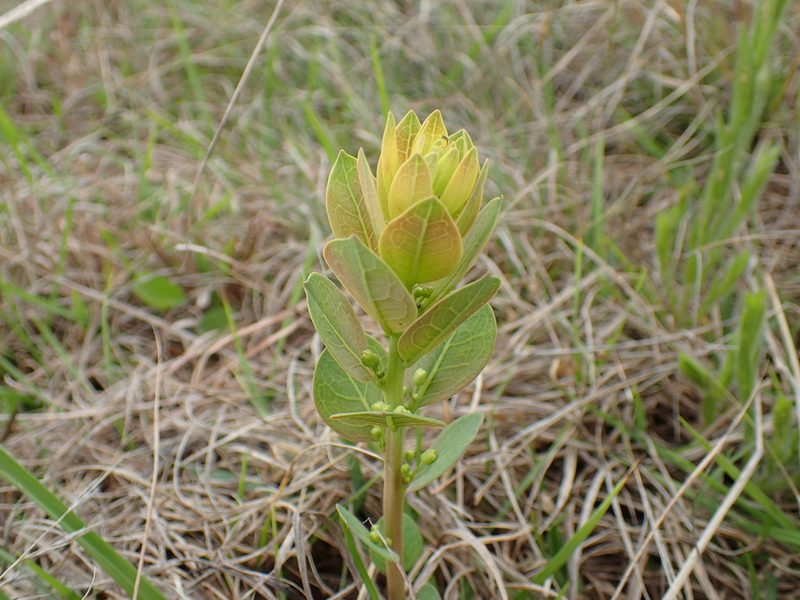 Clutia monticola, photographed by Mahomed Desai