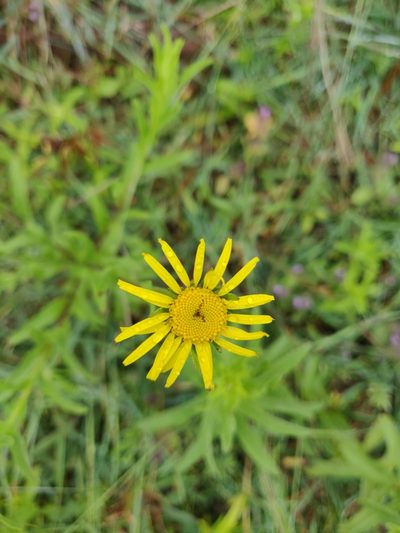Pulicaria wightiana, photographed by Ansil B.R.