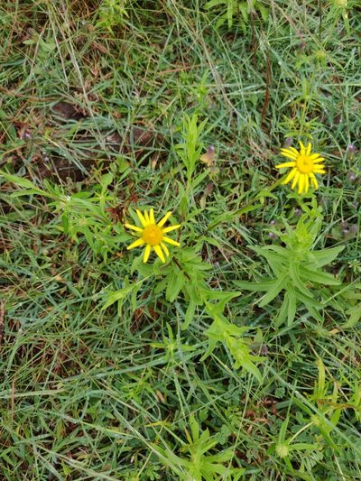 Pulicaria wightiana, photographed by Ansil B.R.