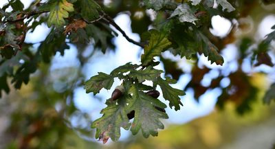 Quercus pyrenaica, photographed by Paulo Martins