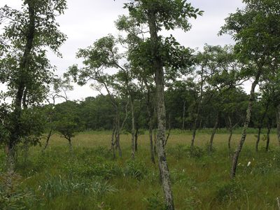 Alnus japonica