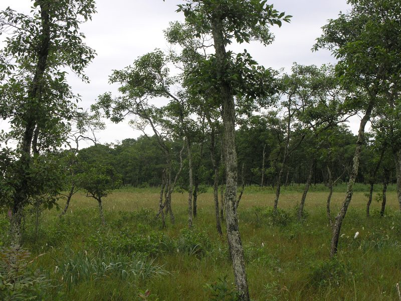 Alnus japonica, photographed by Oleg Kosterin