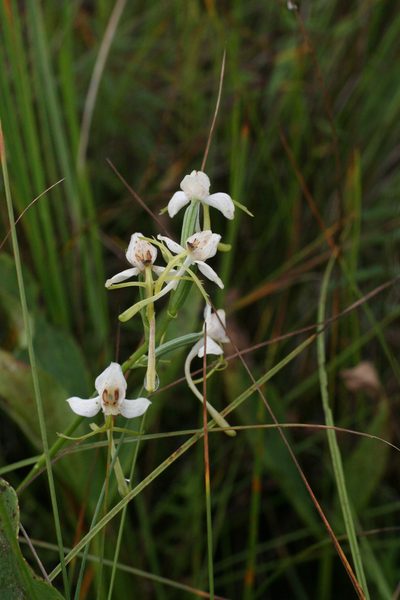 Habenaria linearifolia, photographed by Oleg Kosterin