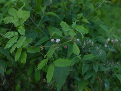 Mimosa candollei, photographed by Helio Lourencini