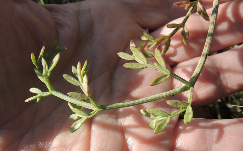 Taeniopetalum obtusifolium, photographed by katunchik
