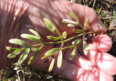 Taeniopetalum obtusifolium, photographed by katunchik