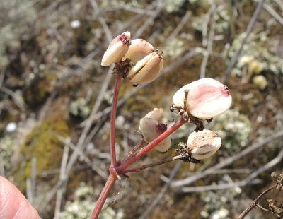 Taeniopetalum obtusifolium, photographed by katunchik