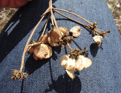 Taeniopetalum obtusifolium, photographed by katunchik