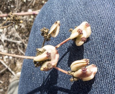Taeniopetalum obtusifolium, photographed by katunchik