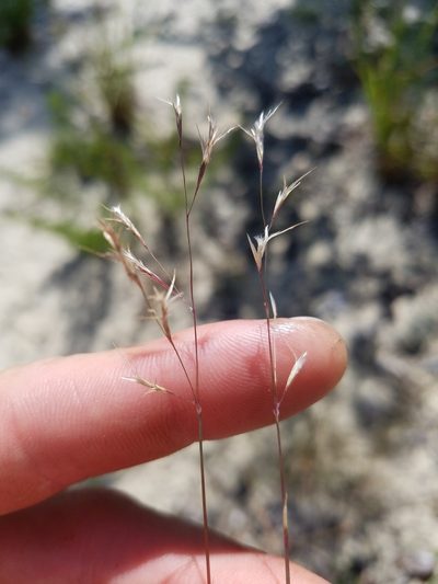 Triplasis americana, photographed by Scott Ward