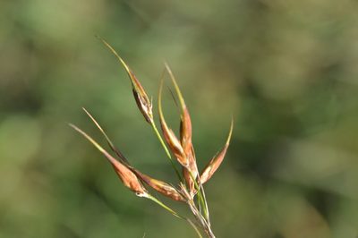Rhynchospora corniculata, photographed by Dan Johnson