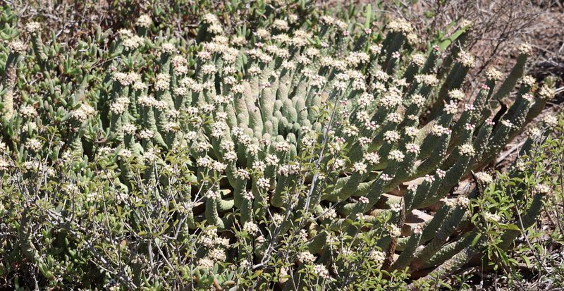 Euphorbia esculenta, photographed by Dave Brown