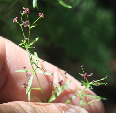 Galium wrightii, photographed by Scott Loarie