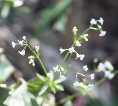 Galium mexicanum, photographed by Scott Loarie