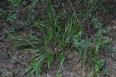 Paspalum langei, photographed by Dan Johnson