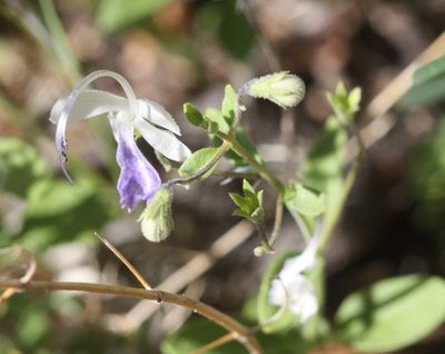Trichostema arizonicum, photographed by Scott Loarie