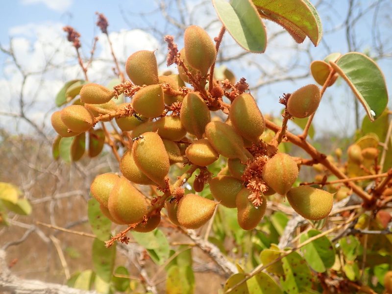 Connarus suberosus, photographed by Tsssss
