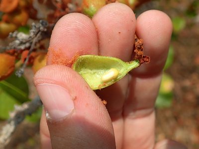 Connarus suberosus, photographed by Tsssss