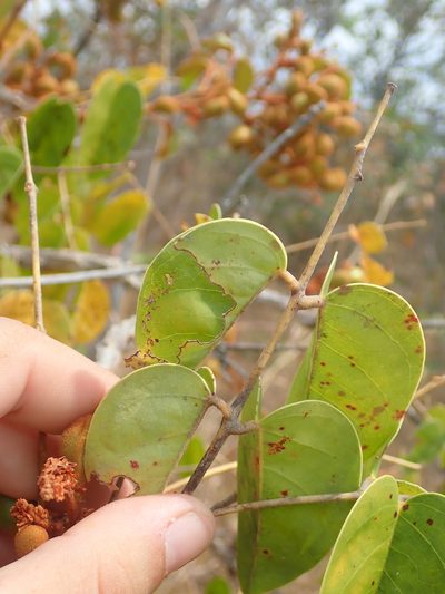 Connarus suberosus, photographed by Tsssss