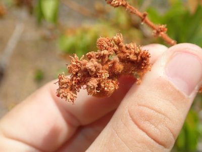 Connarus suberosus, photographed by Tsssss