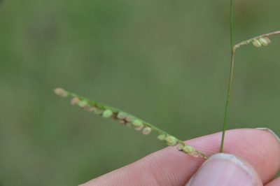 Paspalum denticulatum, photographed by Dan Johnson