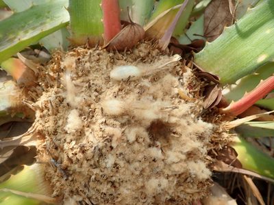 Bromelia villosa, photographed by Tsssss