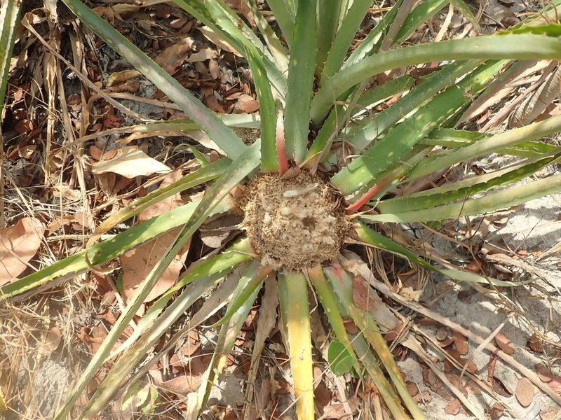 Bromelia villosa, photographed by Tsssss