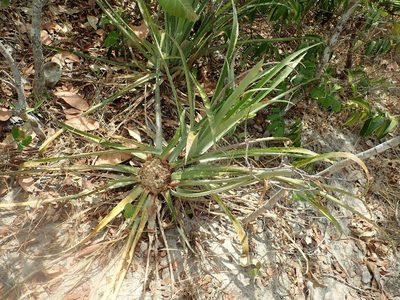 Bromelia villosa, photographed by Tsssss