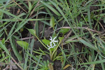 Heteranthera limosa, photographed by Dan Johnson