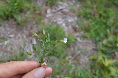 Mecardonia acuminata, photographed by Dan Johnson
