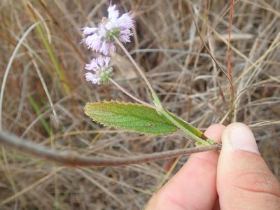 Cyanocephalus rugosus, photographed by Tsssss