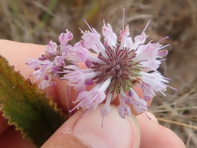 Cyanocephalus rugosus, photographed by Tsssss