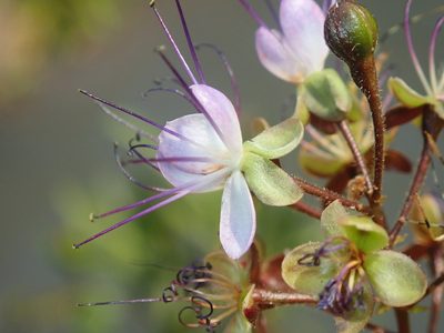 Hirtella gracilipes, photographed by Tsssss