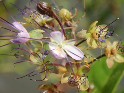 Hirtella gracilipes, photographed by Tsssss