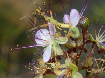 Hirtella gracilipes, photographed by Tsssss