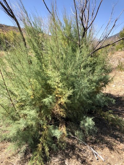 Tamarix chinensis, photographed by John Williams