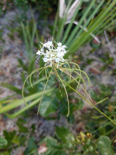 Warea carteri, photographed by Scott Ward