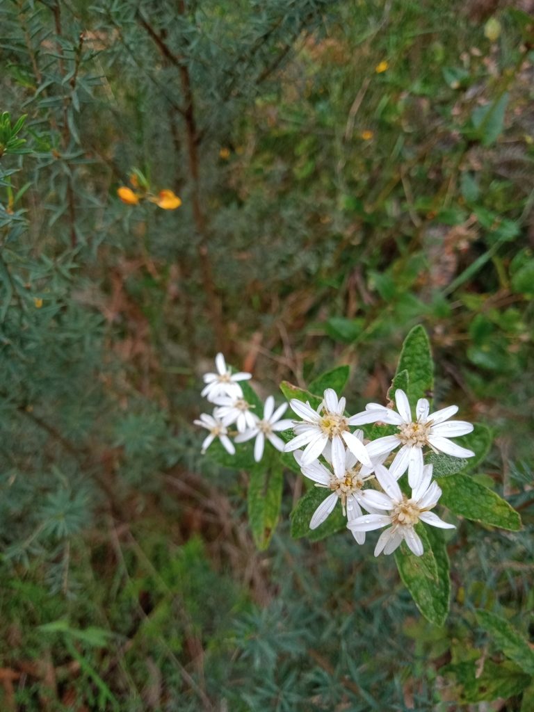 Olearia rugosa, photographed by Nina Kerr